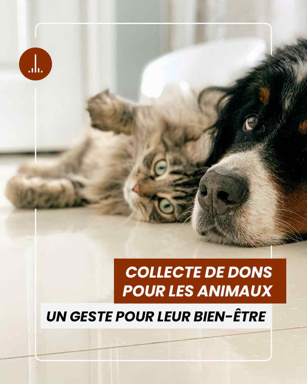 You are currently viewing Collecte de dons pour les animaux